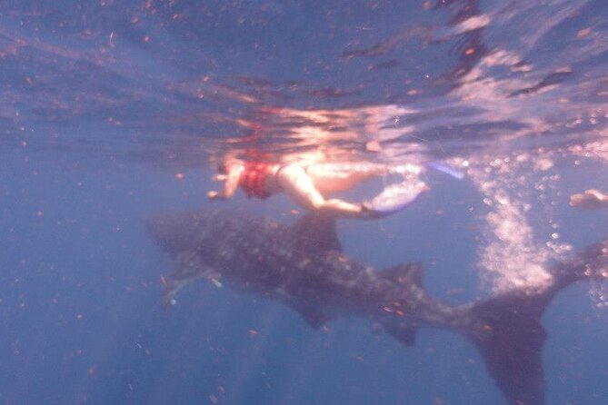 Swim with Whale Shark from Isla Mujeres and Cancun - What the Whale Shark Encounter Is Really Like