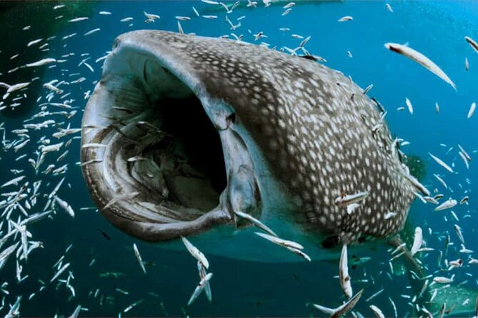 Swim with Whale Shark from Isla Mujeres and Cancun - Ceviche at North Beach