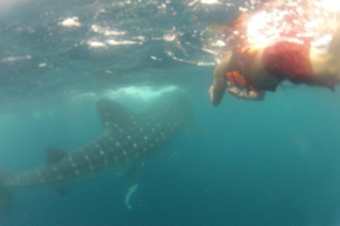 Swim with Whale Shark from Isla Mujeres and Cancun - What the $161.30 Price Really Buys You
