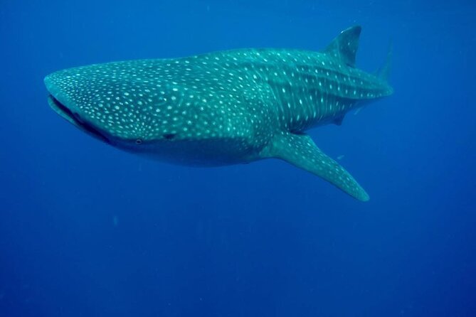 Swim with Whale Shark from Isla Mujeres and Cancun - Group Size, Organization, and Communication