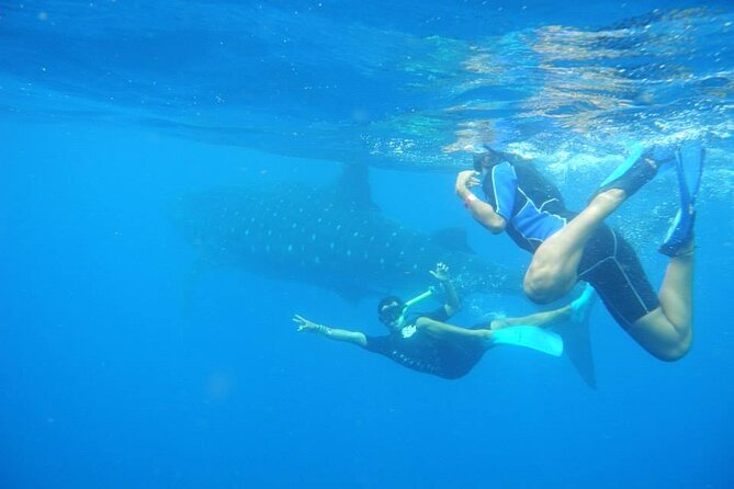 Swim with Whale Shark from Isla Mujeres and Cancun - Who Will Enjoy This Most