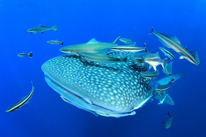 Swim with Whale Shark from Isla Mujeres and Cancun - The 45-Minute Run Into Open Water