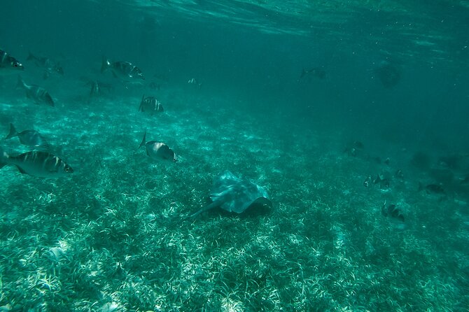 The Best Speedboat Tour In Cancun through Nichupte Lagoon, Snorkel included. - Meeting at Fred’s House in the Hotel Zone