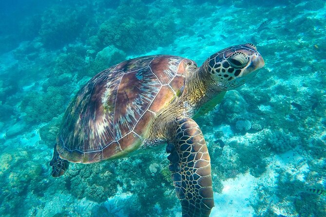 The great snorkeling adventure at the Riviera Maya private tour - Why this private Riviera Maya day feels different
