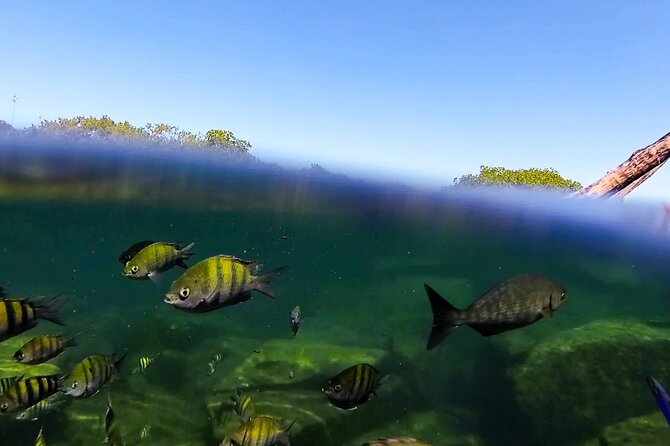 The great snorkeling adventure at the Riviera Maya private tour - Is $513.17 per person fair value?