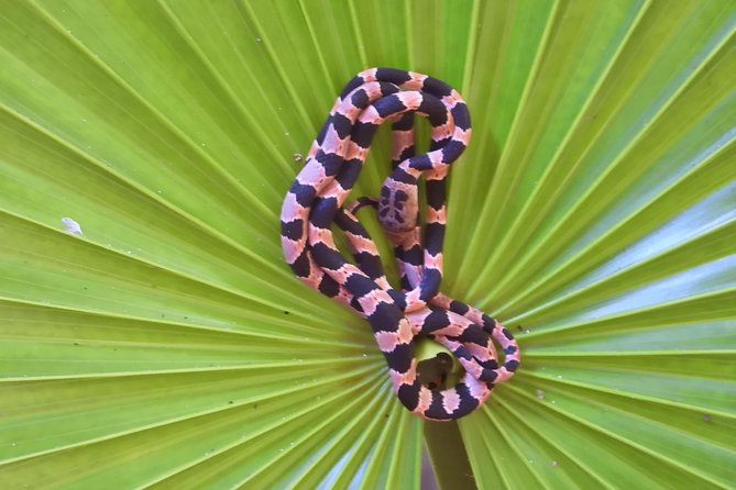 Tour Herpetologico - Getting to the Meeting Point in Puerto Morelos