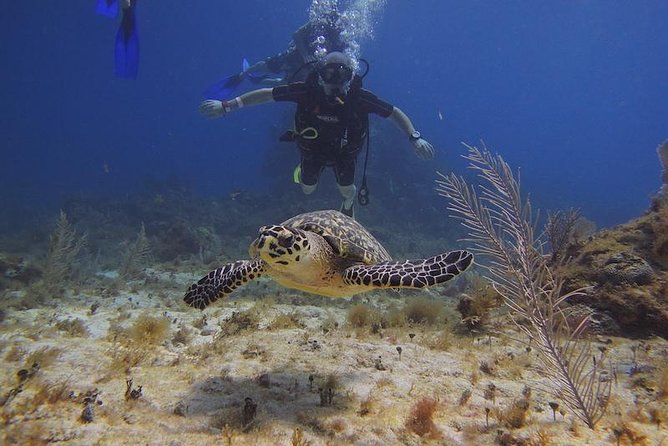 Tulum Akumal Snorkel Tour and 4 Cenotes Small Group All Fees Incl - Akumal’s one-hour turtle snorkel