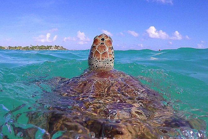 Tulum Ruinas and Tortugas Express - How the Tulum Visit Works in Practice