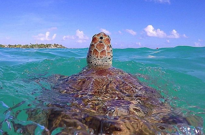 Tulum Ruinas and Tortugas Express - What to Bring for a Better Day
