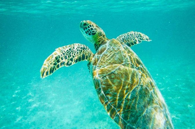 Tulum Ruinas and Tortugas Express - Should You Book Tulum Ruinas and Tortugas Express?