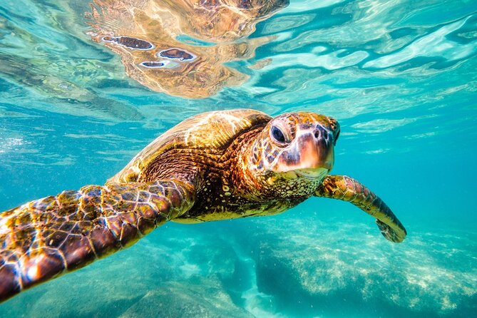 Tulum Ruins and Turtles Express - Who will get the most from this tour