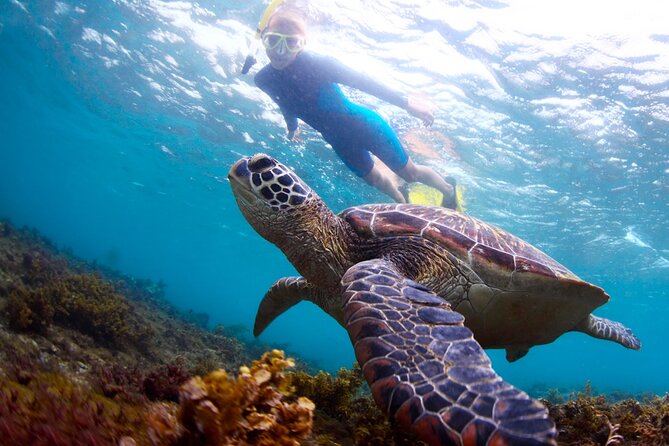 Tulum Ruins and Turtles Express - How to make the day go better