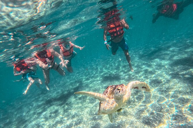 Tulum Ruins, Sea Turtles & Cenote Swim Adventure Tour - Akumal Beach and the one-hour turtle swim