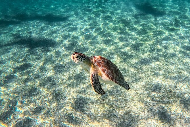 Tulum Ruins, Sea Turtles & Cenote Swim Adventure Tour - Cenote Nohoch Nah Chich beneath the jungle