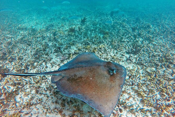 Tulum Ruins, Snorkeling with Turtles and Underground Caves - Transportation and pickup details from Cancun