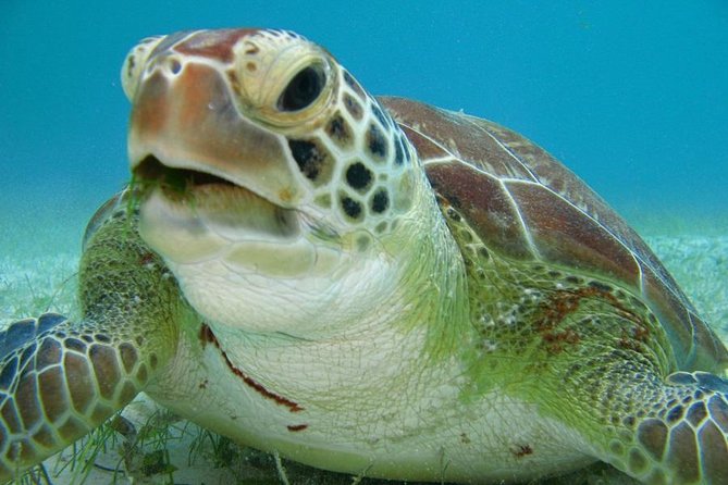 Tulum ruins, Swim with turtles and Cenote from Riviera Maya - Tulum ruins above the Caribbean