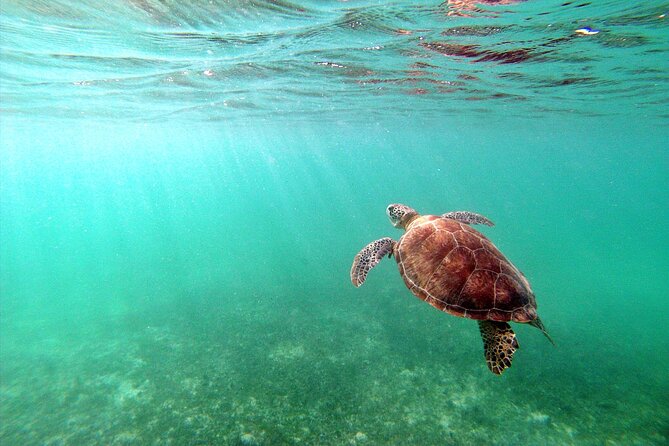 Tulum Ruins, Turtle Sighting and Underground Caves - Who should choose this tour