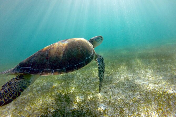 Tulum Ruins, Turtle Sighting and Underground Caves - Booking, pickup, and cancellation details