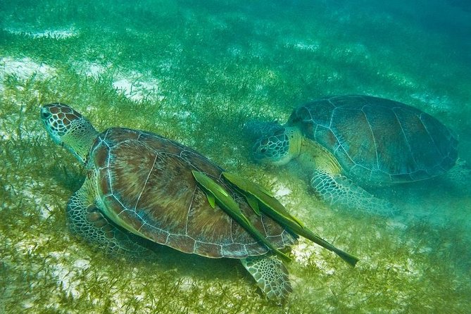 Turtles and Cenote from Riviera Maya - Cenote Manati: a cool start beneath the limestone