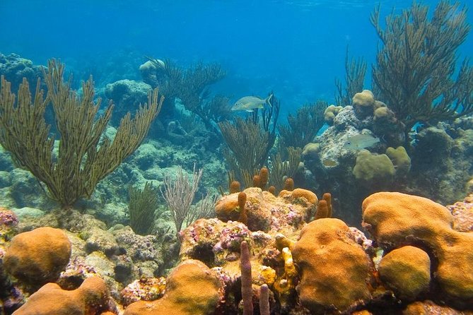Turtles and Cenote from Riviera Maya - Pickup details and the early start