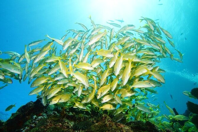 Two Dives and Class for Begginers Divers in Cancun - Why beginners may feel at home here