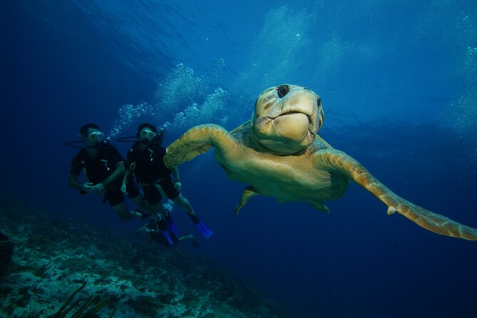 Two Dives and Class for Begginers Divers in Cancun - A small crew changes the experience