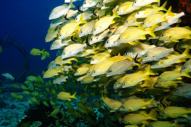 Two Dives and Class for Begginers Divers in Cancun - What the $165 price really covers