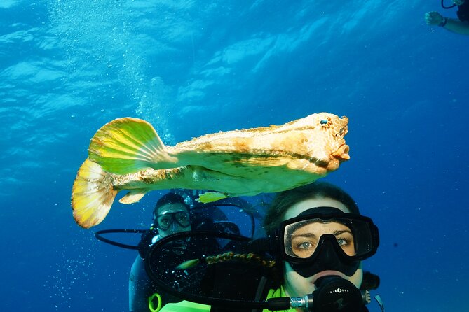 Two Dives and Class for Begginers Divers in Cancun - Starting at 10 a.m. in Cancun’s Hotel Zone