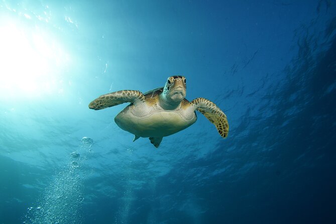 Two Reefs For Certified Divers in Cancun - Choosing between Grampin, The Tunnel, and Horse Shoe