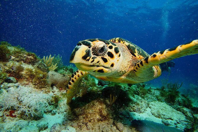 Two Reefs For Certified Divers in Cancun - Is $145 a fair price?