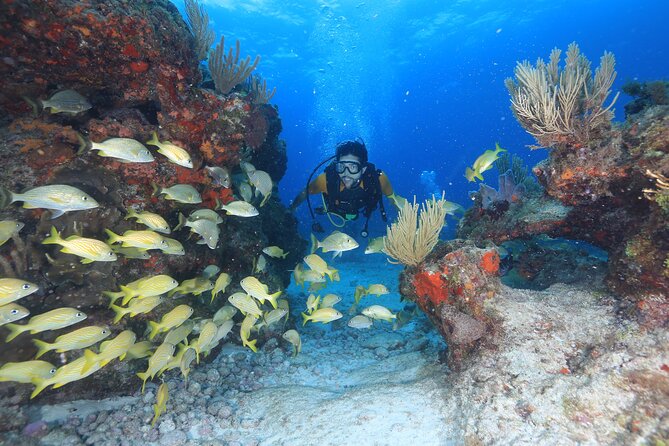 Two Tanks Scuba Diving for Beginners in Cancun - MUSA Underwater Museum: statues beneath the surface