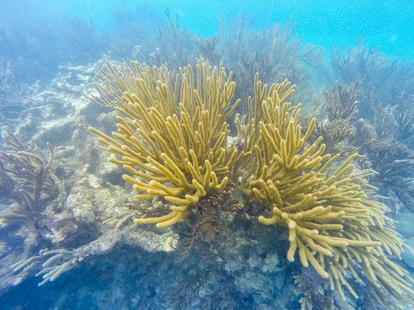 Viator Exclusive: Tulum Ruins, Reef Snorkeling, Cenote and Caves - Who should book this excursion