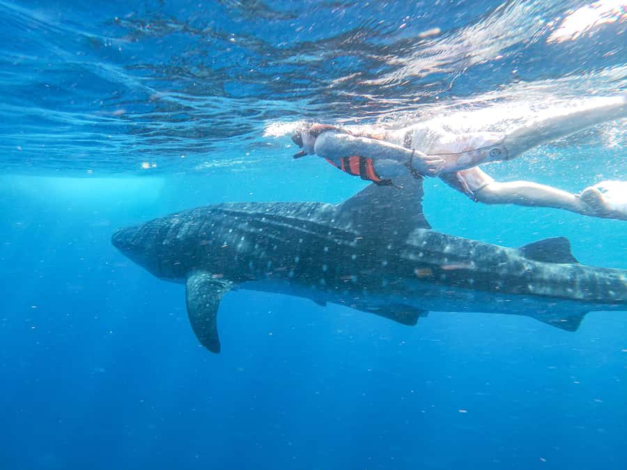 Whale Shark Adventure from Isla Mujeres - Meeting at Black Pearl Dock