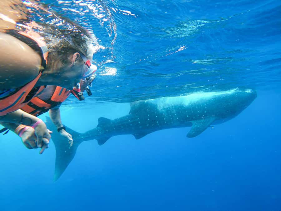 Whale Shark Adventure from Isla Mujeres - Heading north to the whale shark zone