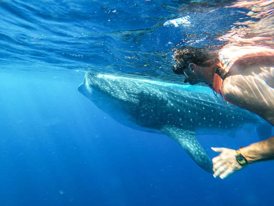 Whale Shark Adventure from Isla Mujeres - What you might see along the way