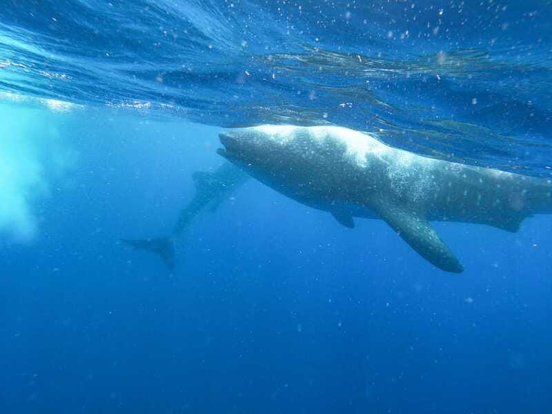 Whale Shark Adventure from Isla Mujeres - Lunch, drinks, and what the $176 covers