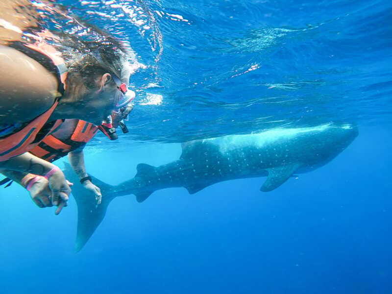 Whale Shark Adventure from Isla Mujeres - Comfort, weather, and the small-group tradeoff