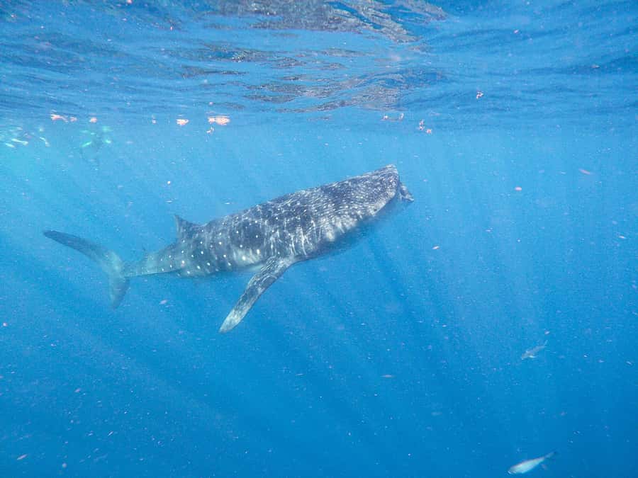 Whale Shark Adventure from Isla Mujeres - Who should book this experience?