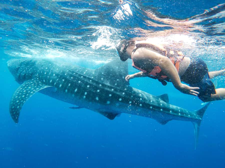 Whale Shark Adventure from Isla Mujeres - Booking flexibility and final practical advice