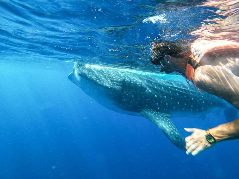 Whale Shark Adventure from Isla Mujeres - Should you book the Isla Mujeres whale shark adventure?
