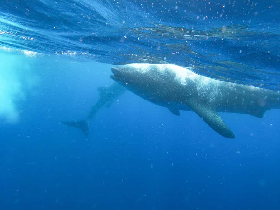 Whale Shark Adventure from Isla Mujeres - Searching for the largest fish on Earth