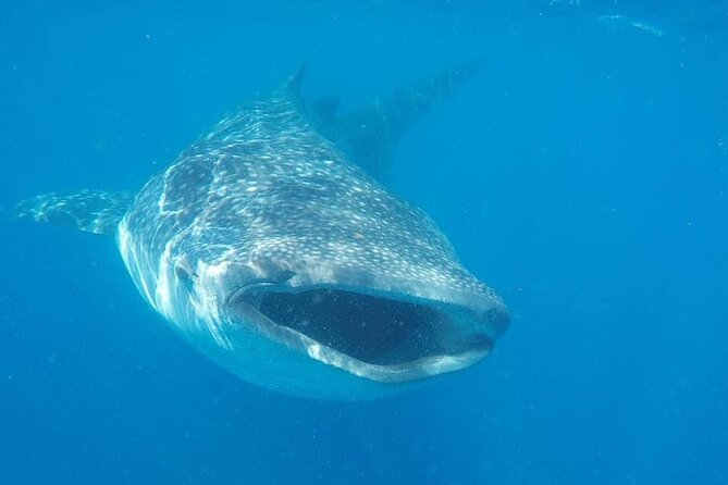Whale Shark Adventure in Isla Mujeres and Cancun - Why this whale shark trip is special