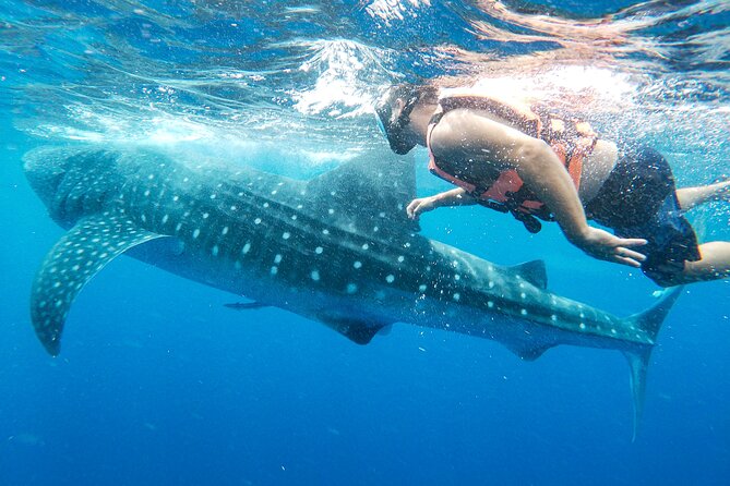 Whale Shark Adventure in Isla Mujeres and Cancun - What $155 buys you
