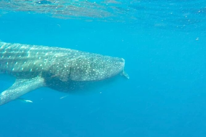 Whale Shark Adventure in Isla Mujeres and Cancun - Who should book this experience