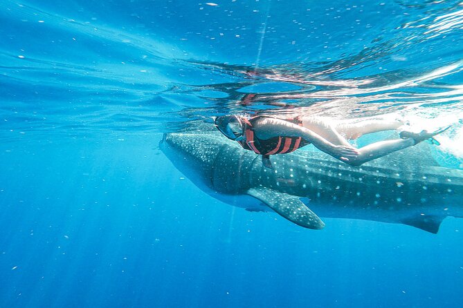 Whale Shark Adventure in Isla Mujeres and Cancun - Booking, cancellation, and practical preparation
