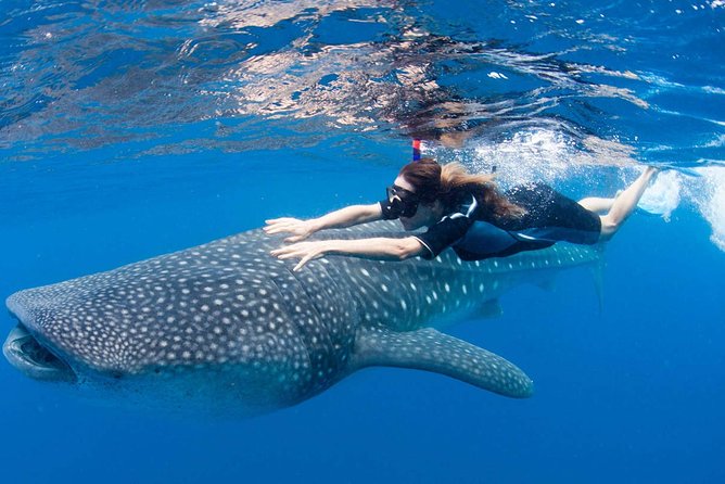 Whale Shark from Cancun, Riviera Maya and Tulum All Inclusive - Leaving Cancun, Riviera Maya, or Tulum by speedboat