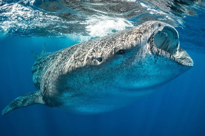 Whale Shark from Cancun, Riviera Maya and Tulum All Inclusive - Playa Norte and the Isla Mujeres pause