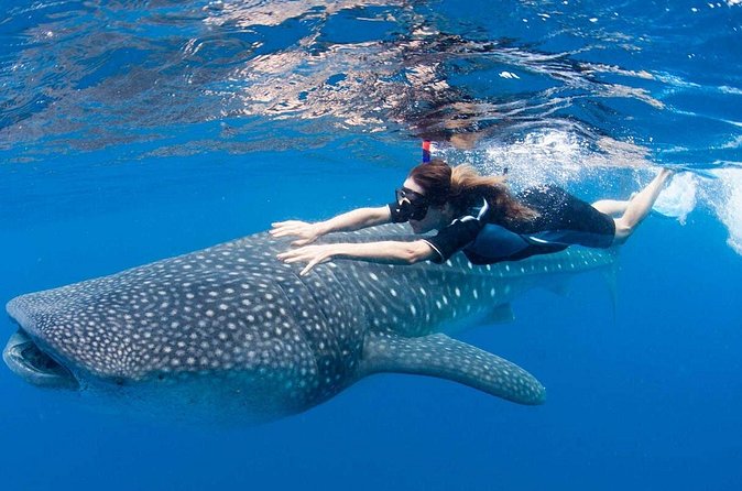 Whale Shark from Cancun, Riviera Maya and Tulum All Inclusive - The $190 price and what it really covers