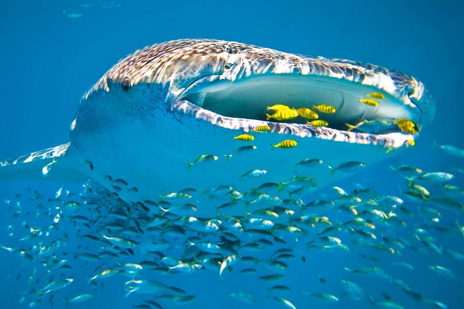 Whale Shark from Cancun, Riviera Maya and Tulum All Inclusive - The guides and family side of the trip