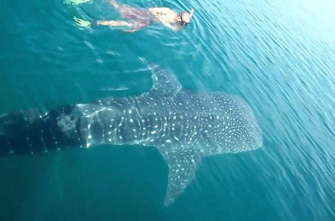 Whale Shark from Cancun, Riviera Maya and Tulum All Inclusive - Who should book this outing